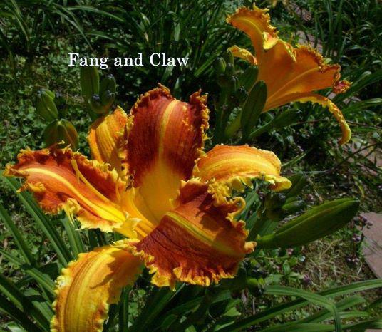 fang and claw 2 rs